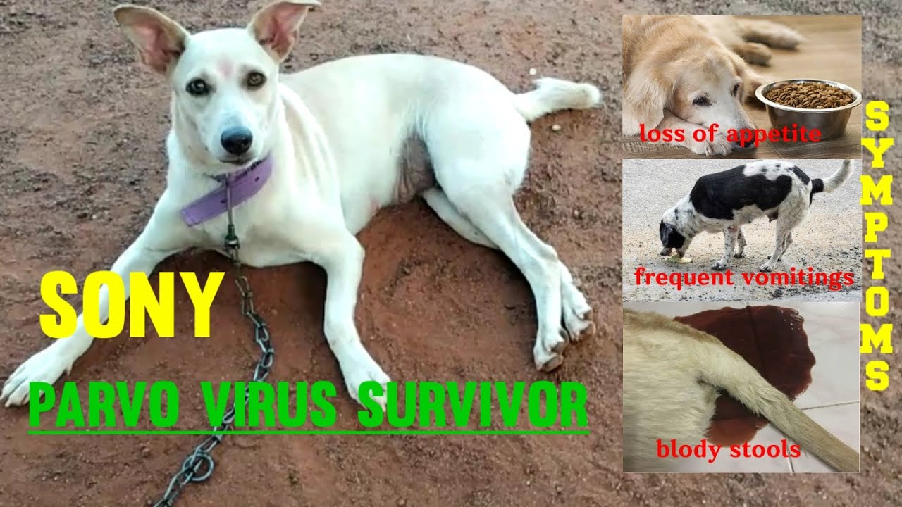 canine parvo virus symptoms and treatment in telugu