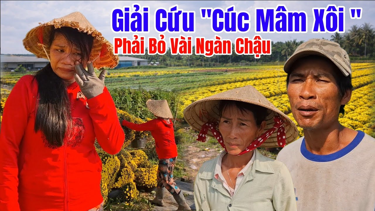 Giải Cứu Bông Cúc Mâm Xôi Của Người Nông Dân Ở Bến Tre 