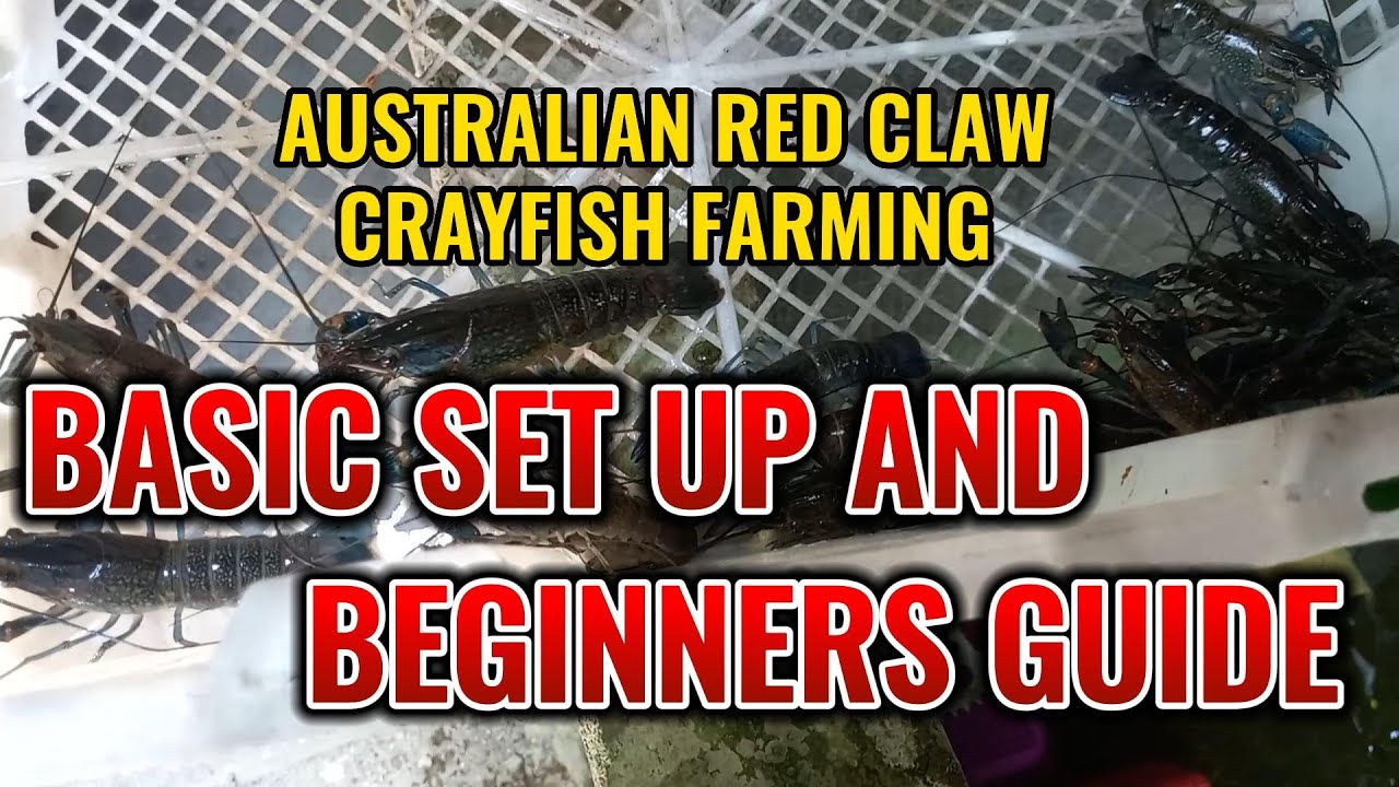 PAANO  MAG SIMULA? NG AUSTRALIAN RED CLAW CRAYFISH FARMING
