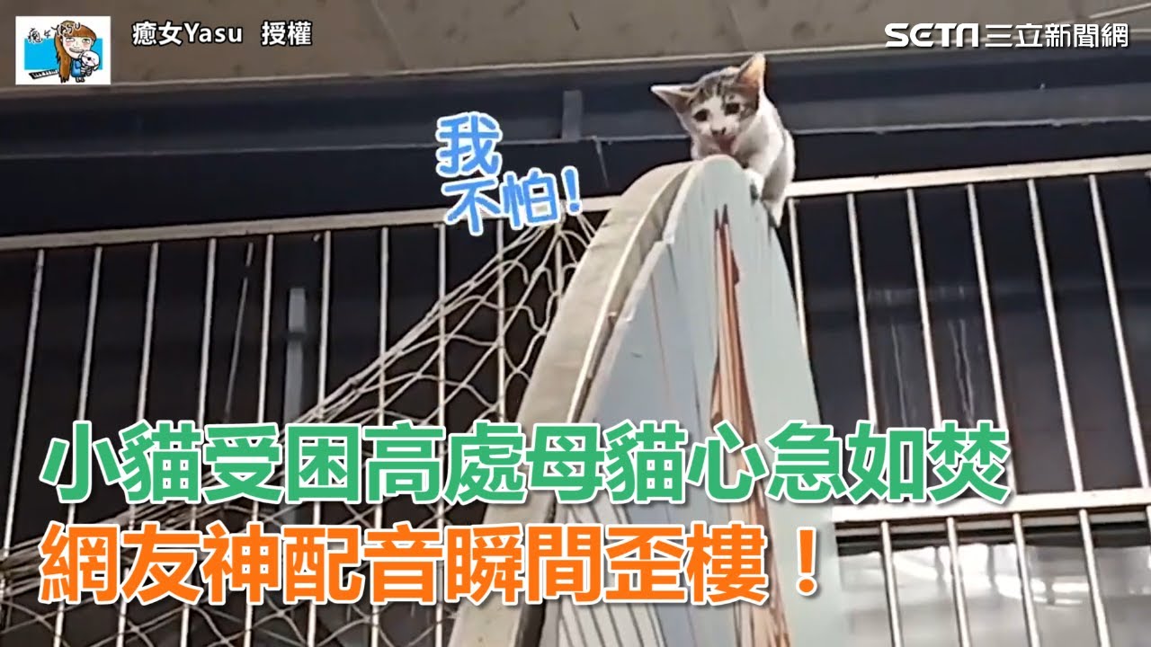 小貓受困高處母貓心急如焚　網友神配音瞬間歪樓！｜三立新聞網SETN.com