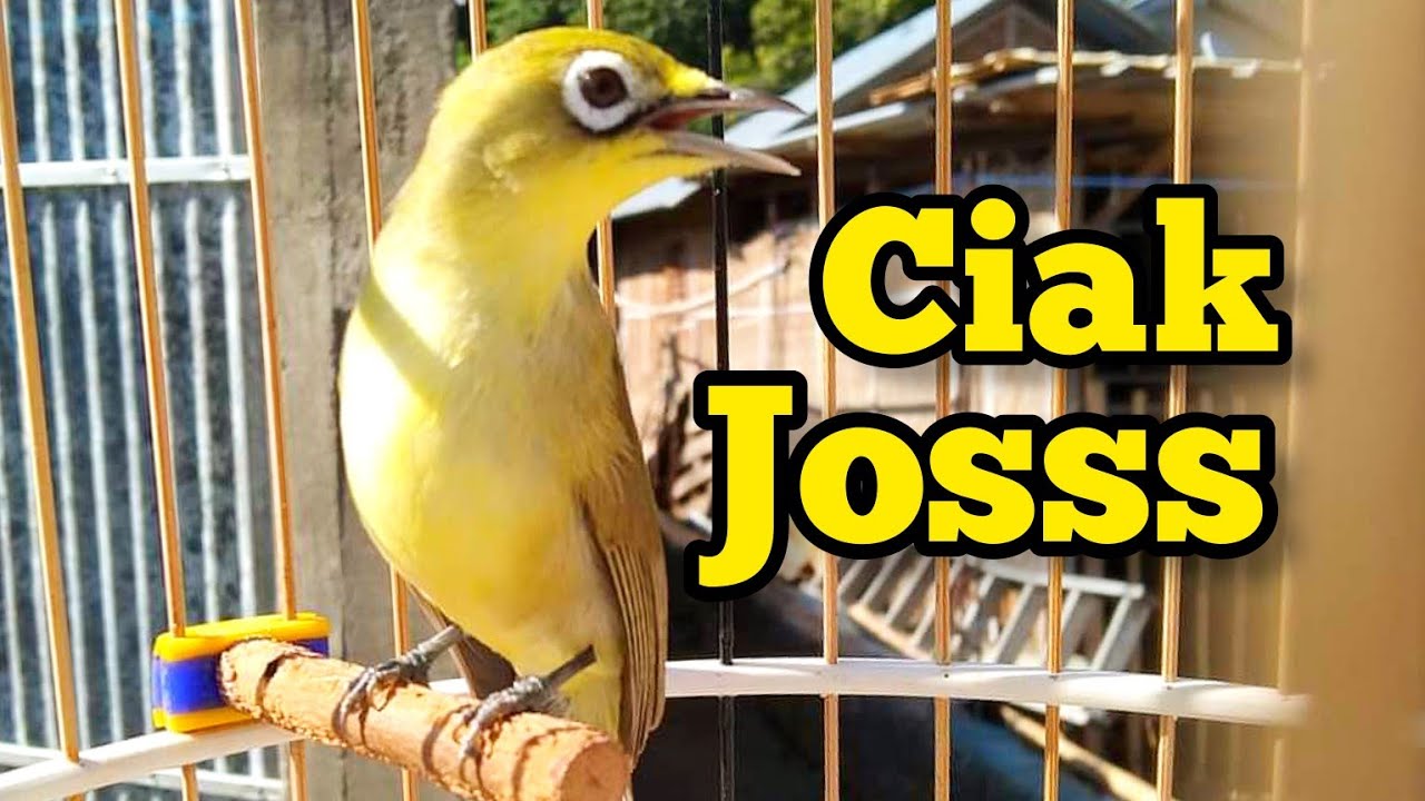 Kecial kuning ngejos gacor untuk masteran kecial kuning terbaru