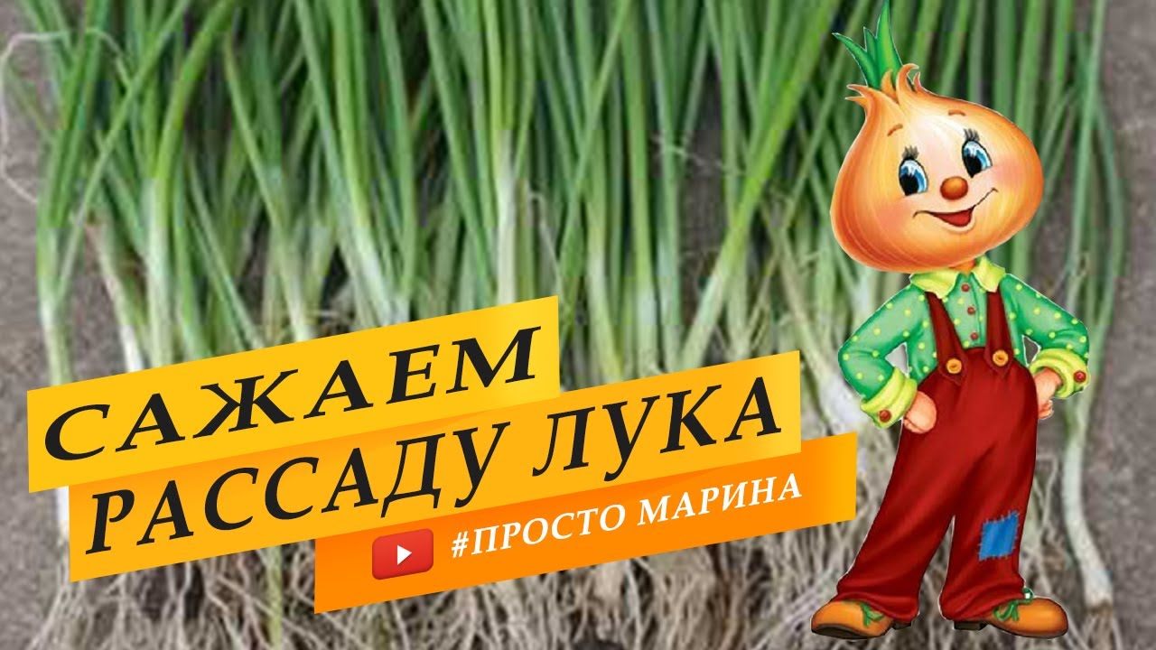 Лучший способ посадки рассады лука в грунт.