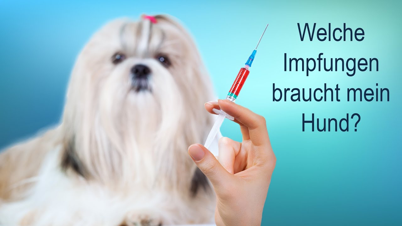 Welche Impfungen braucht mein Hund wirklich?