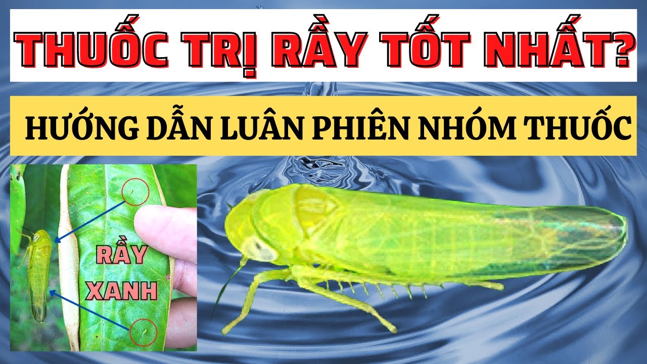 Thuốc trị rầy xanh tốt nhất | Hoạt chất phòng trị rầy hiệu quả nhất | Luân phiên gốc thuốc hiệu quả
