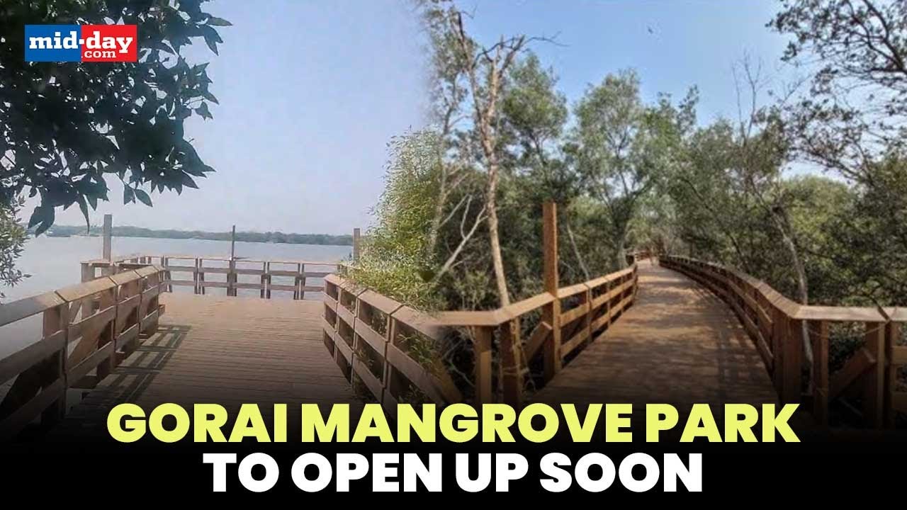 Gorai Mangrove Park: Everything you need to know about Mumbai’s First Mangrove Park