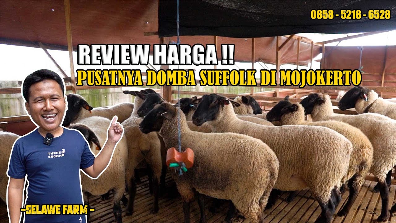 REVIEW HARGA! PUSATNYA DOMBA SUFFOLK DI MOJOKERTO | SELAWE FARM