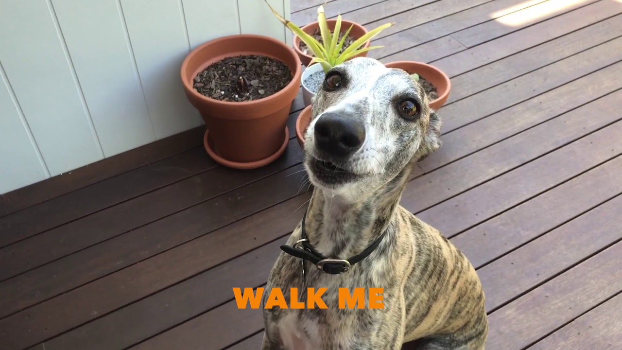 Whippet Whining, Complaining, Barking and Talking