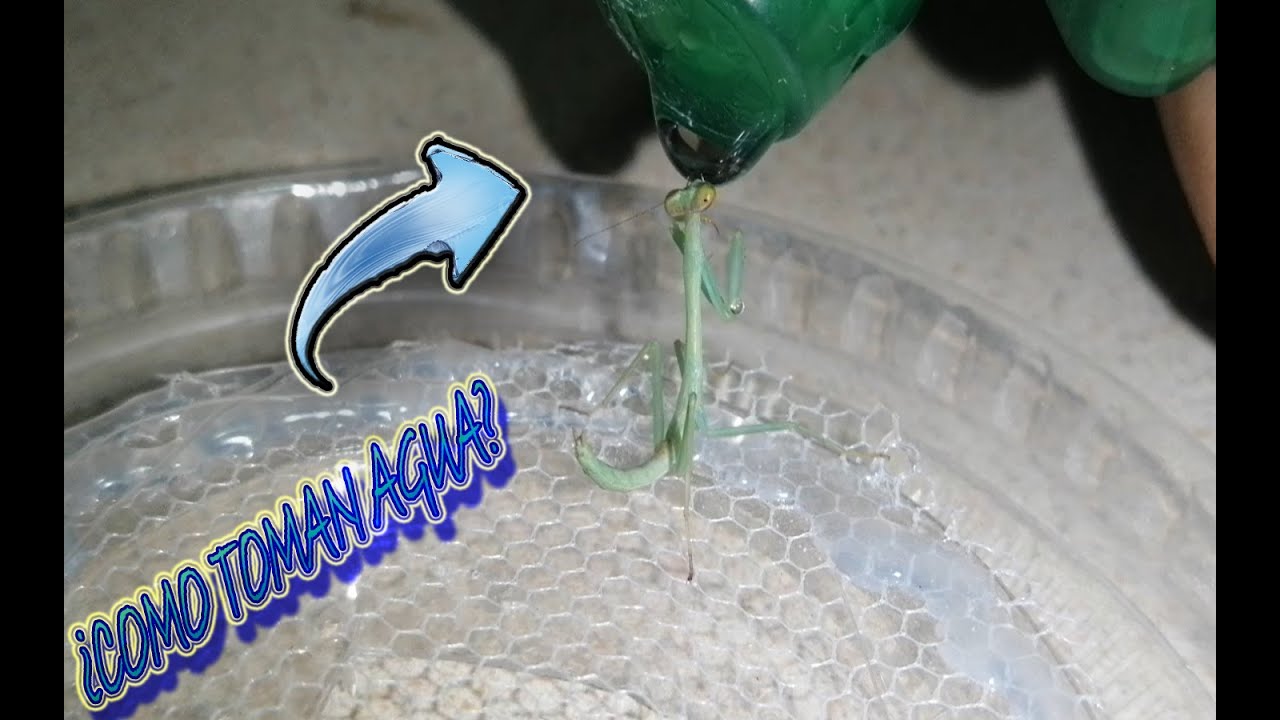 ¿Como toman agua las MANTIS RELIGIOSAS?  🦗💧