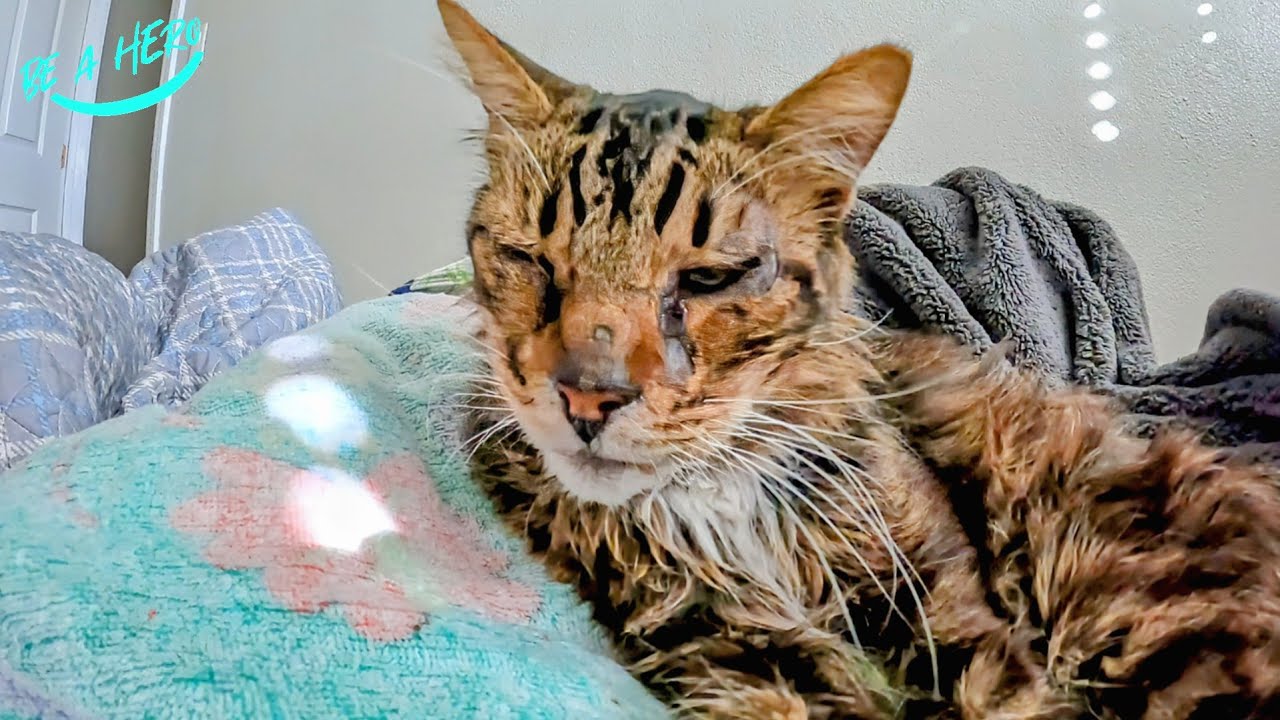 He's doing better but now he's having a negative reaction to the KMR milk replacer 😰