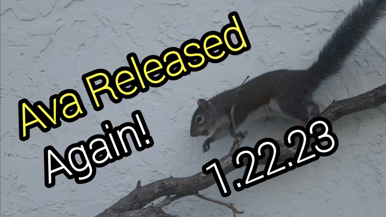 Squirell Ava Released Again!