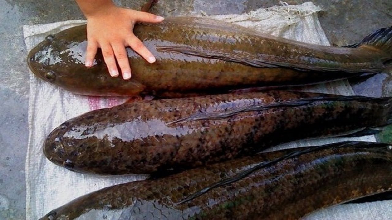 TERNAK IKAN GABUS PELUANG USAHA BUDIDAYA IKAN YANG MAKIN DIMINATI !!