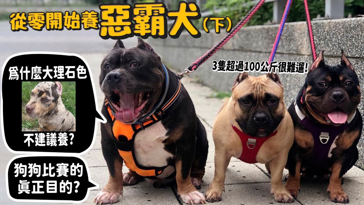 【從零開始養】惡霸犬(下)為什麼大理石色不能養?美國300萬的惡霸!價格為何驚人?花百萬養狗!為何不經營犬舍?狗狗走秀的真正目的?【許伯簡芝】美國惡霸犬!American bully pitbull