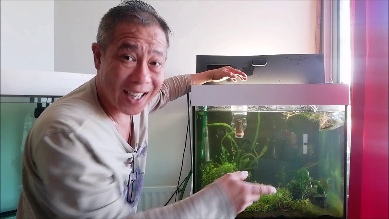 CO2 POUR AQUARIUM PAS COMMUN