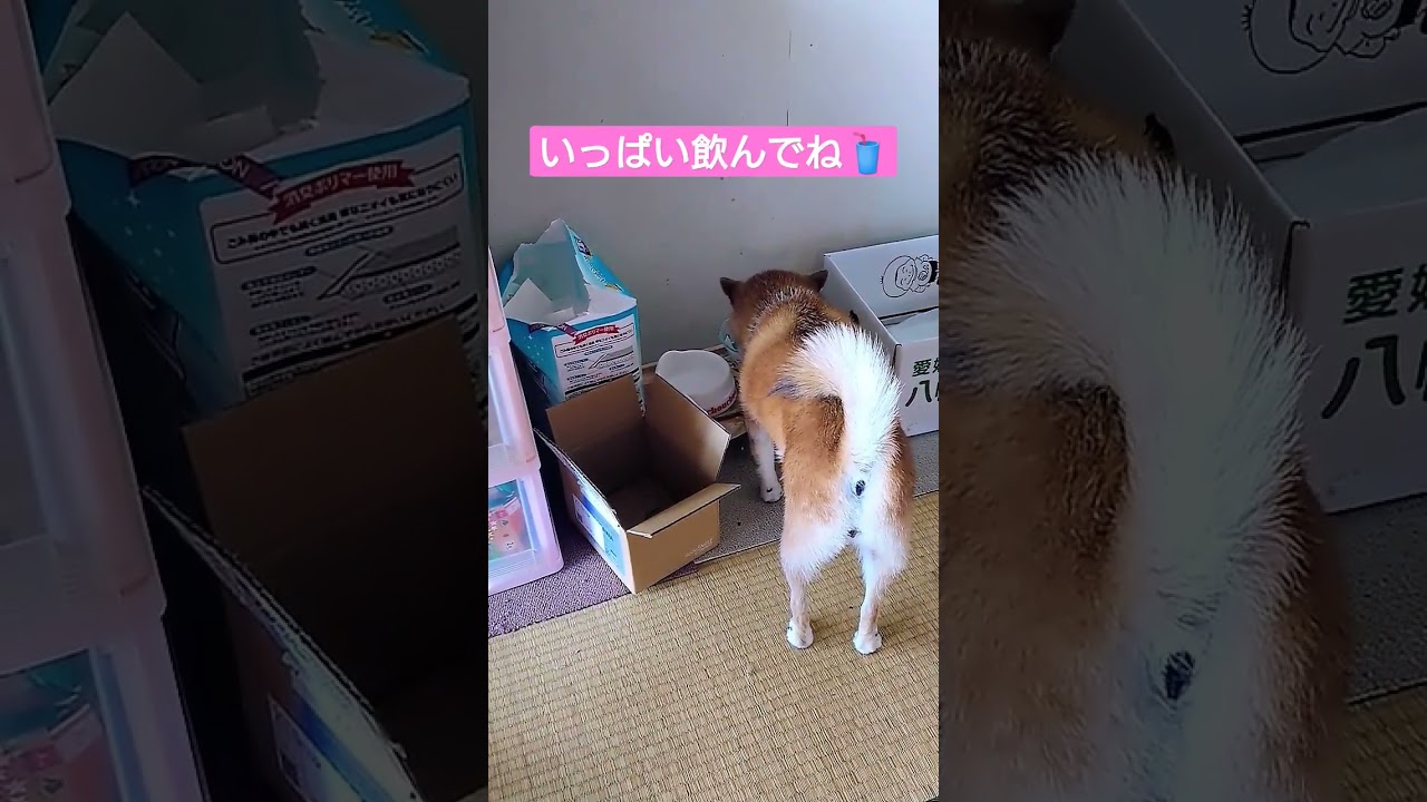 お水の順番待ち🐈🐕 #苺わっふる #Vtuber #ペット