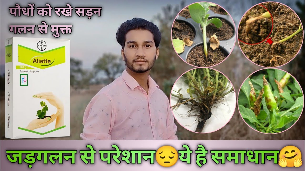 Aliette Fungicide How to use&bull;Price&bull;Dose&bull;Result&bull;technical name #fungiside #bayer @Knfarming
