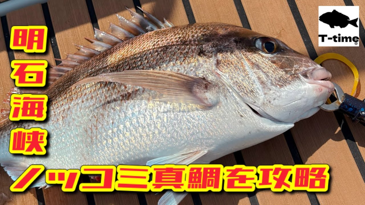 【明石タイラバ】ついに乗っ込みシーズン到来！！あのネクタイで無双しました！！