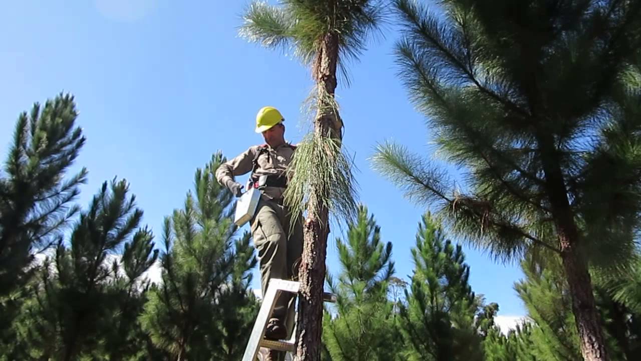 Poda forestal de pino con tijera eléctrica