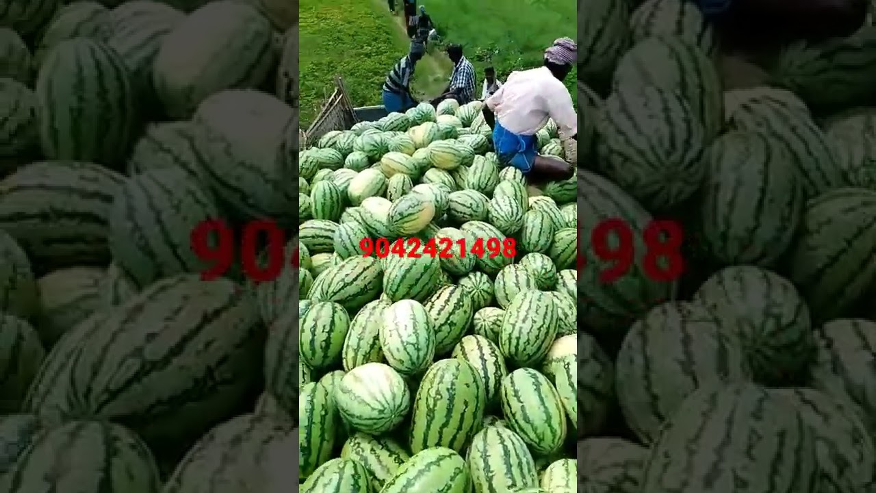 Watermelon 🍉🍉🍉🍉🍉🍉