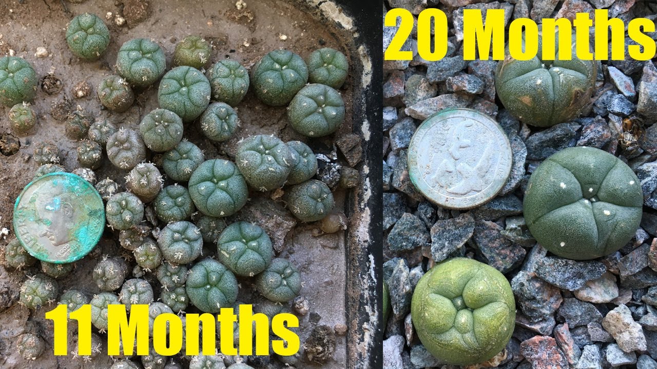 Results from Removing lophophora seedlings from humidity after a month from sowing