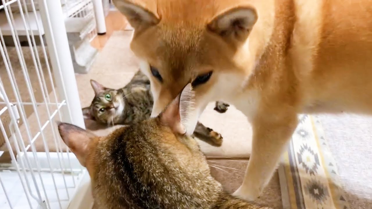 絶妙なタイミングで猫とお姉ちゃん猫の仲裁に入る柴犬