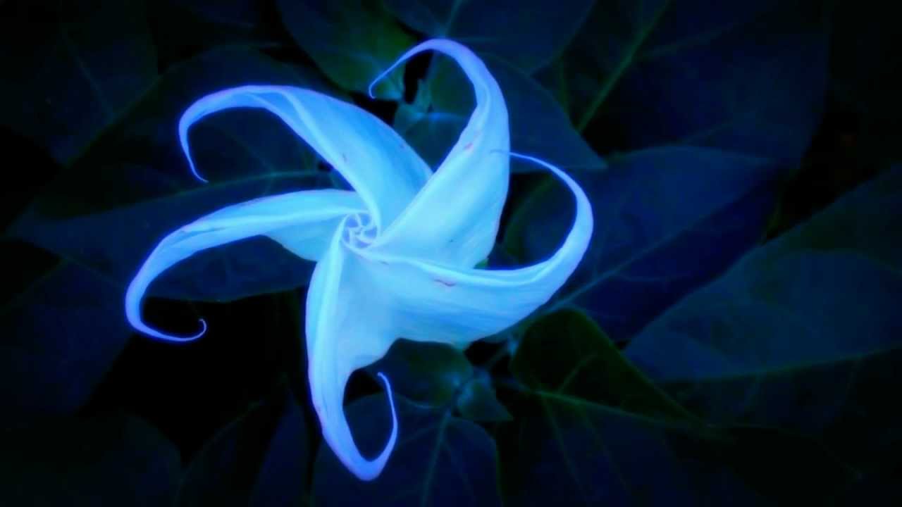 BloOming MoOn FloWer TimeLapse