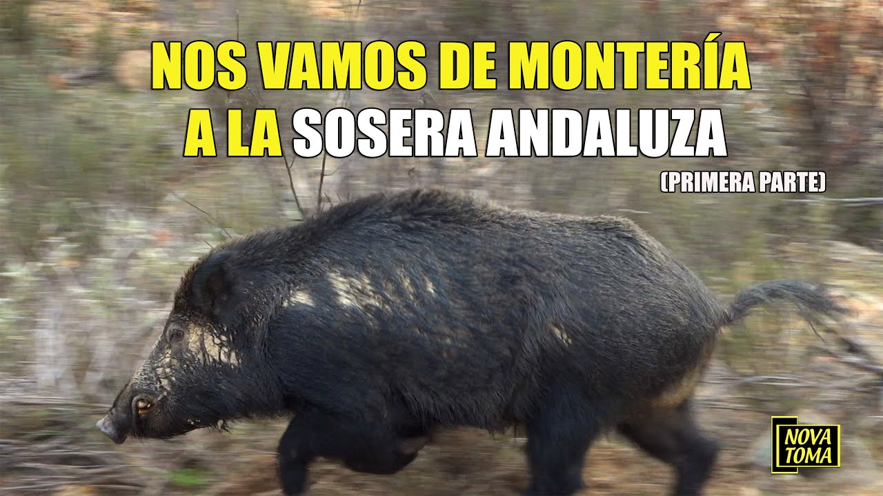NOS VAMOS DE MONTERIA A LA SOSERA ANDALUZA