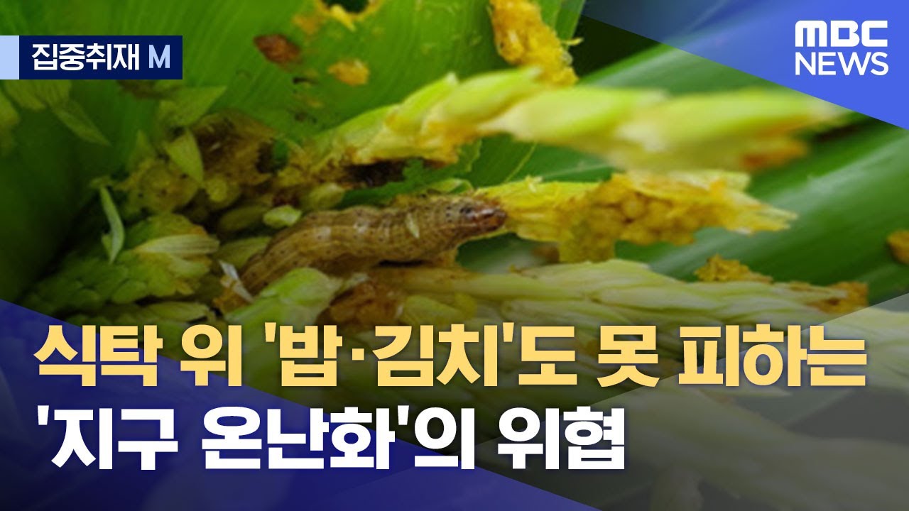 [집중취재M] 식탁 위 '밥·김치'도 못 피하는 '지구 온난화'의 위협 (2021.08.20/뉴스데스크/MBC)