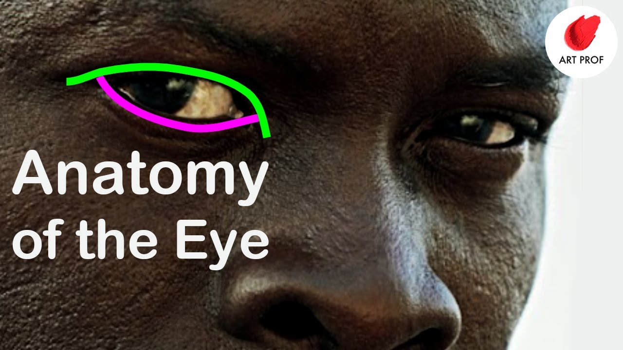 Learning Artistic Anatomy for Drawing the Eye?  Watch this FIRST
