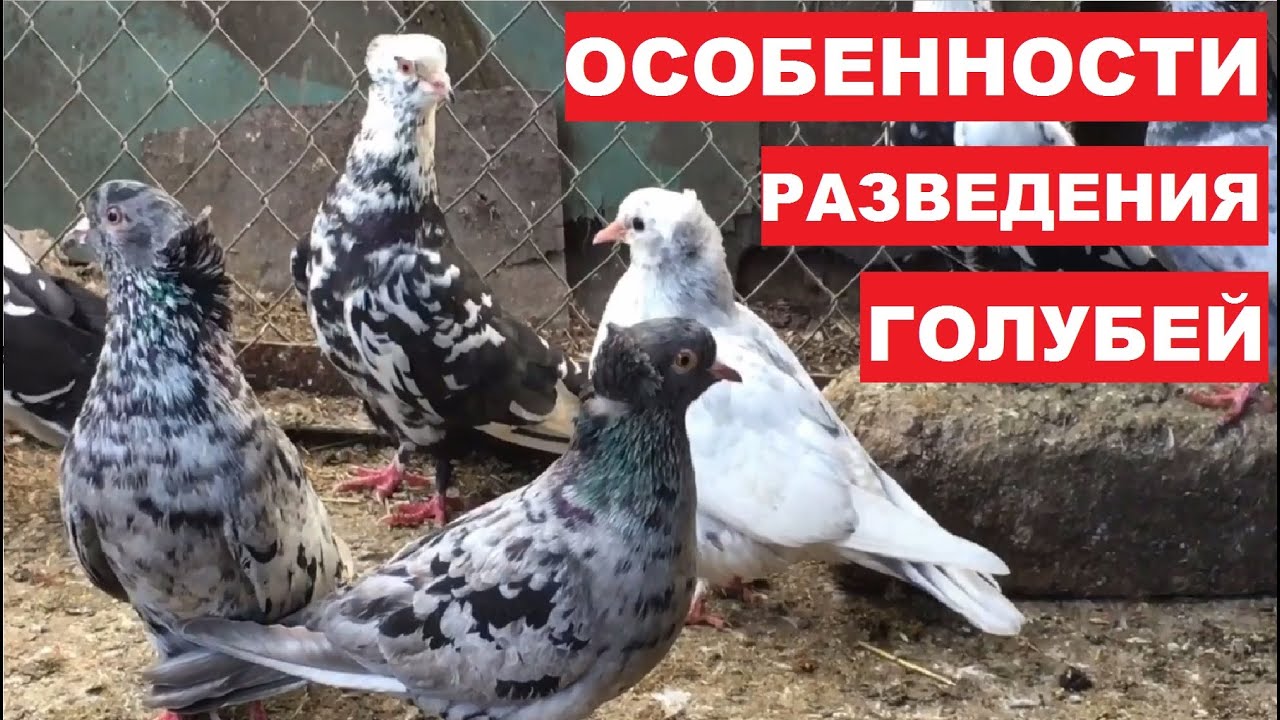 Скрещивание голубей под местные условия