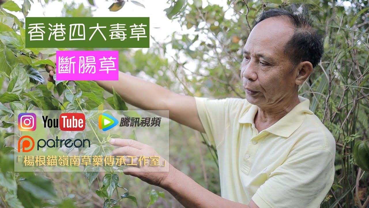 斷腸草|楊根錨嶺南草藥香港原生植物賞識（1080P50f）