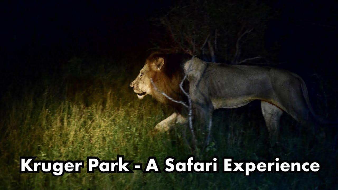 South Africa: Kruger National Park | Night Safari | Kruger Places to Visit