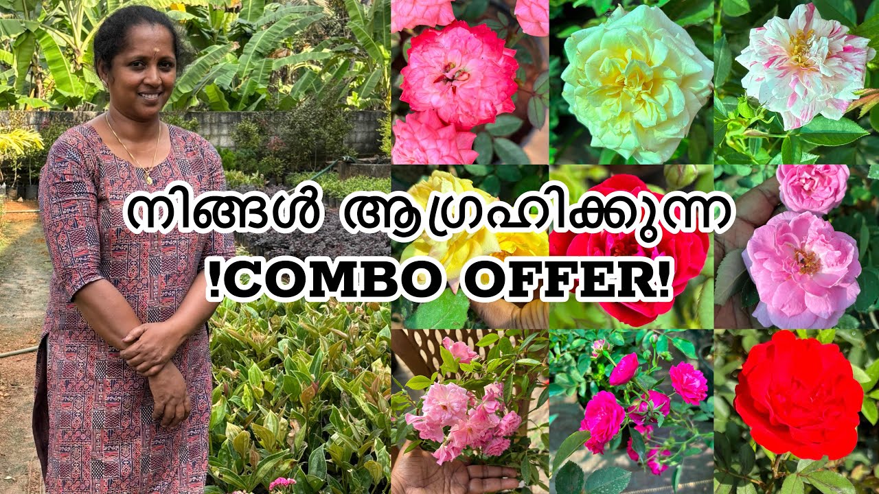 നിങ്ങൾ ആഗ്രഹിക്കുന്ന COMBO OFFER || Rose combo || Anju‘sgarden || R-Perunad || Pathanamthitta