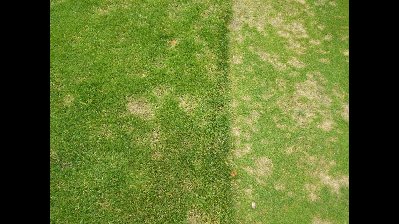 Cultural control of dollar spot on golf courses in Scandinavia