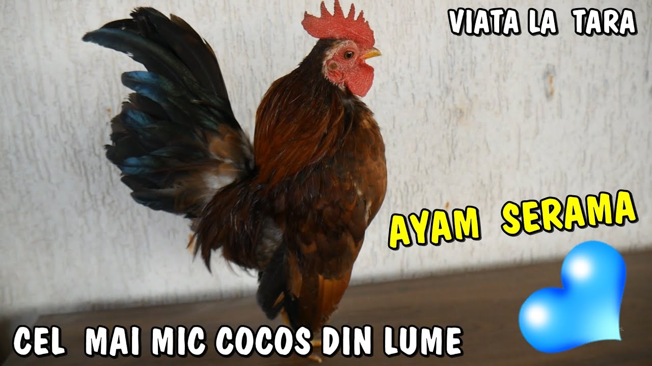 Viața la țară 🐓❤ Cele mai mici și amuzante găini din lume - Ayam Serama Chickens