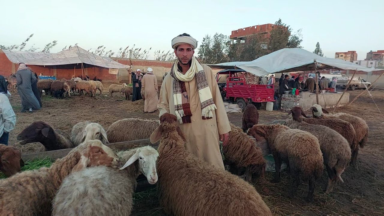 أسعار الغنم العشر واللحم( سوق سيدي سالم)٢٠٢٣/١٢/٢٣ مع المعلم محمد القبراوى/٠١٠٦٤٧٤٦٠٦٢