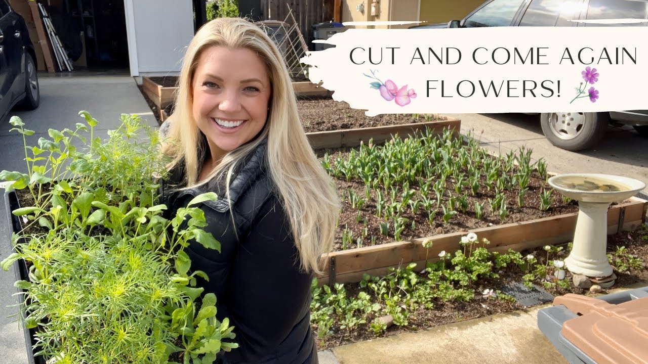 Planting Up My Cut and Come Again Cut Flower Garden! :: Scabiosa, Ammi, Cosmos, Statice from Seed!