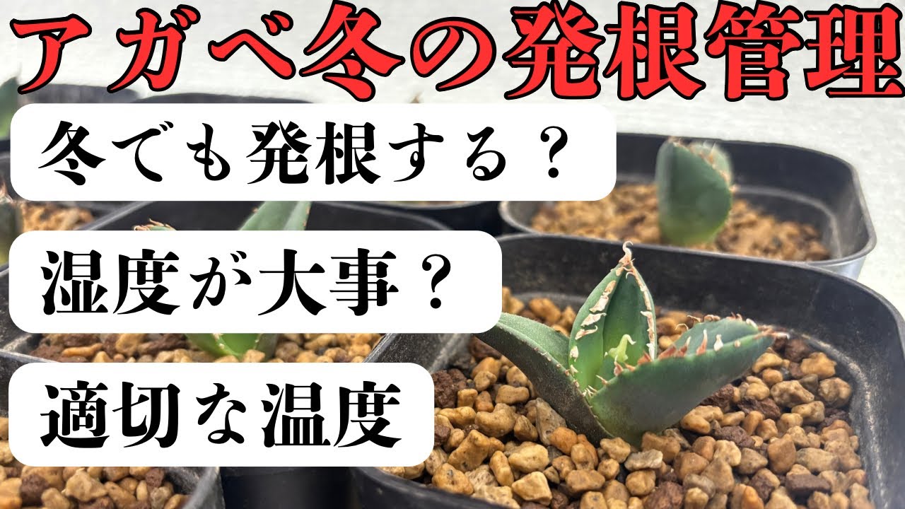 冬の発根管理方法　個人的には湿度が重要だと思います