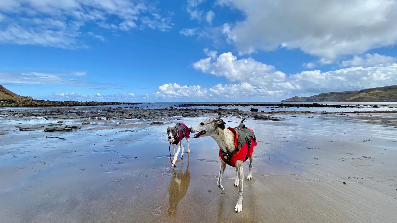 A Safe Place To Run A Whippet