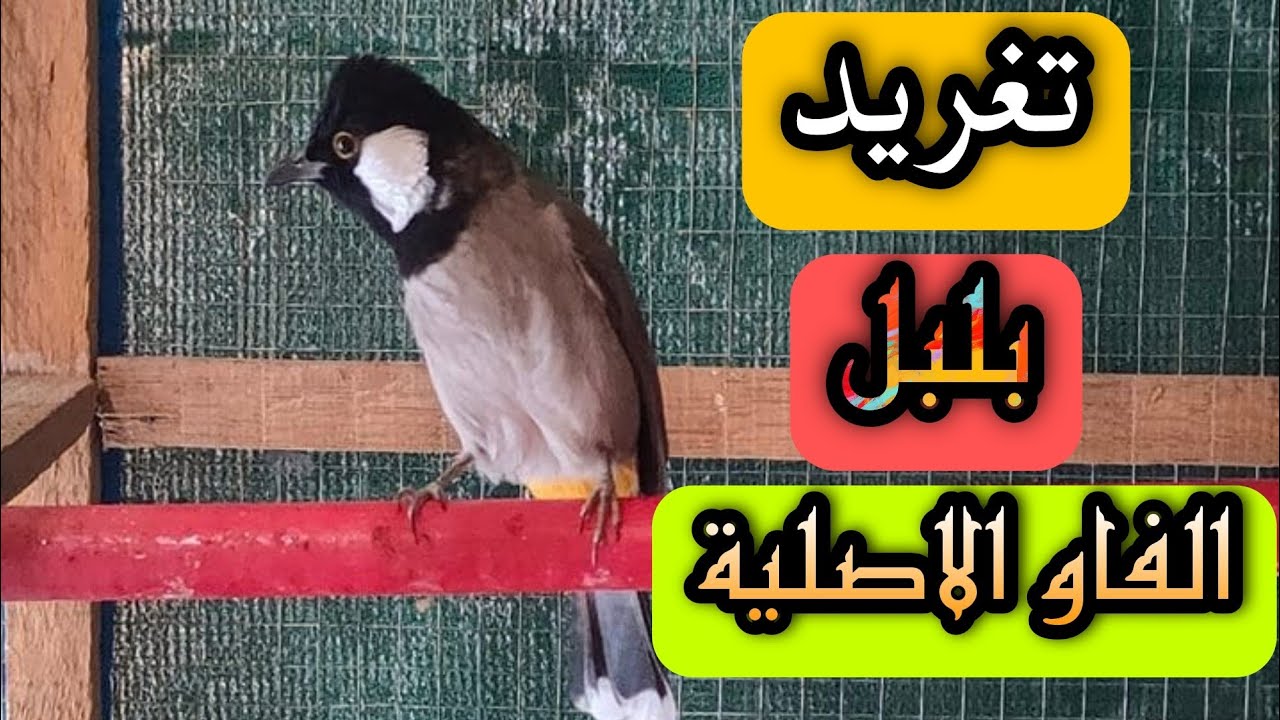 تغريد بلبل الفاو الاصلية