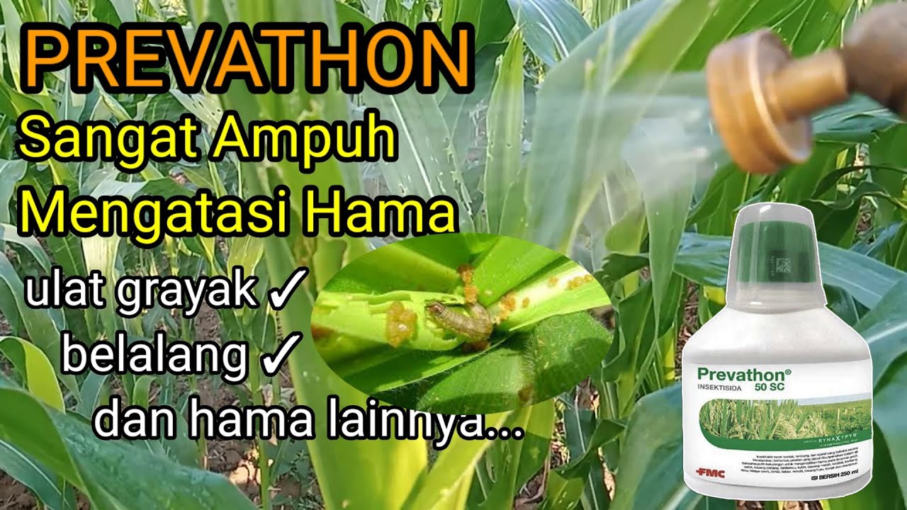 PREVATHON SANGAT AMPUH !!..Penyemprotan hama pada tanaman jagung