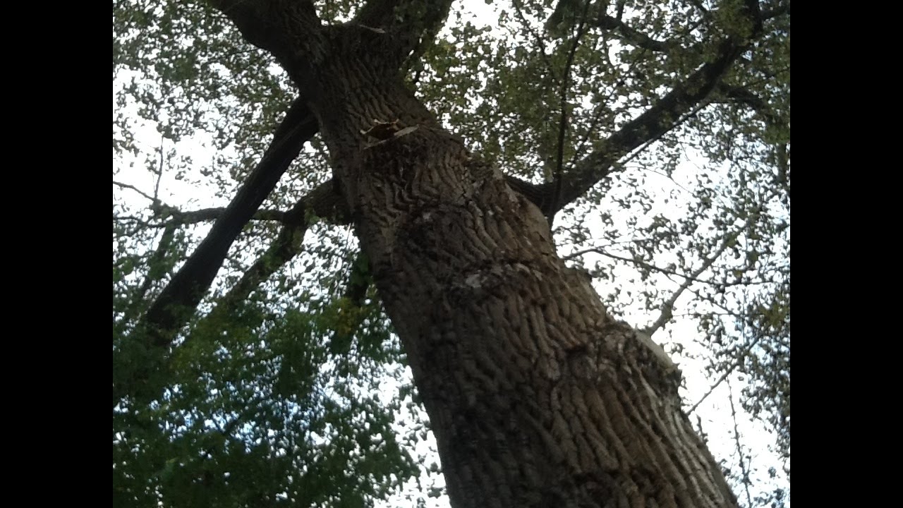 The big, black poplar on Beaver Hill
