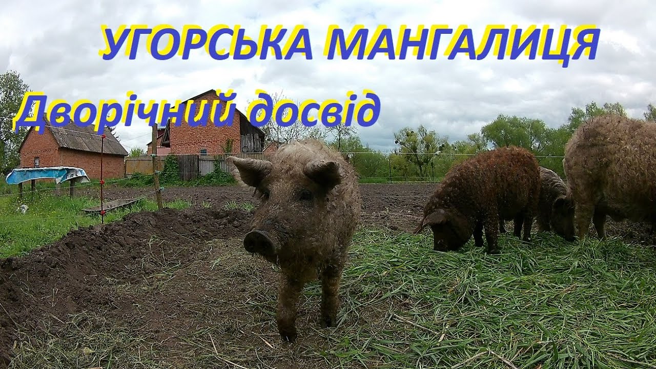 Угорська Мангалиця. Дворічний досвід розведення.