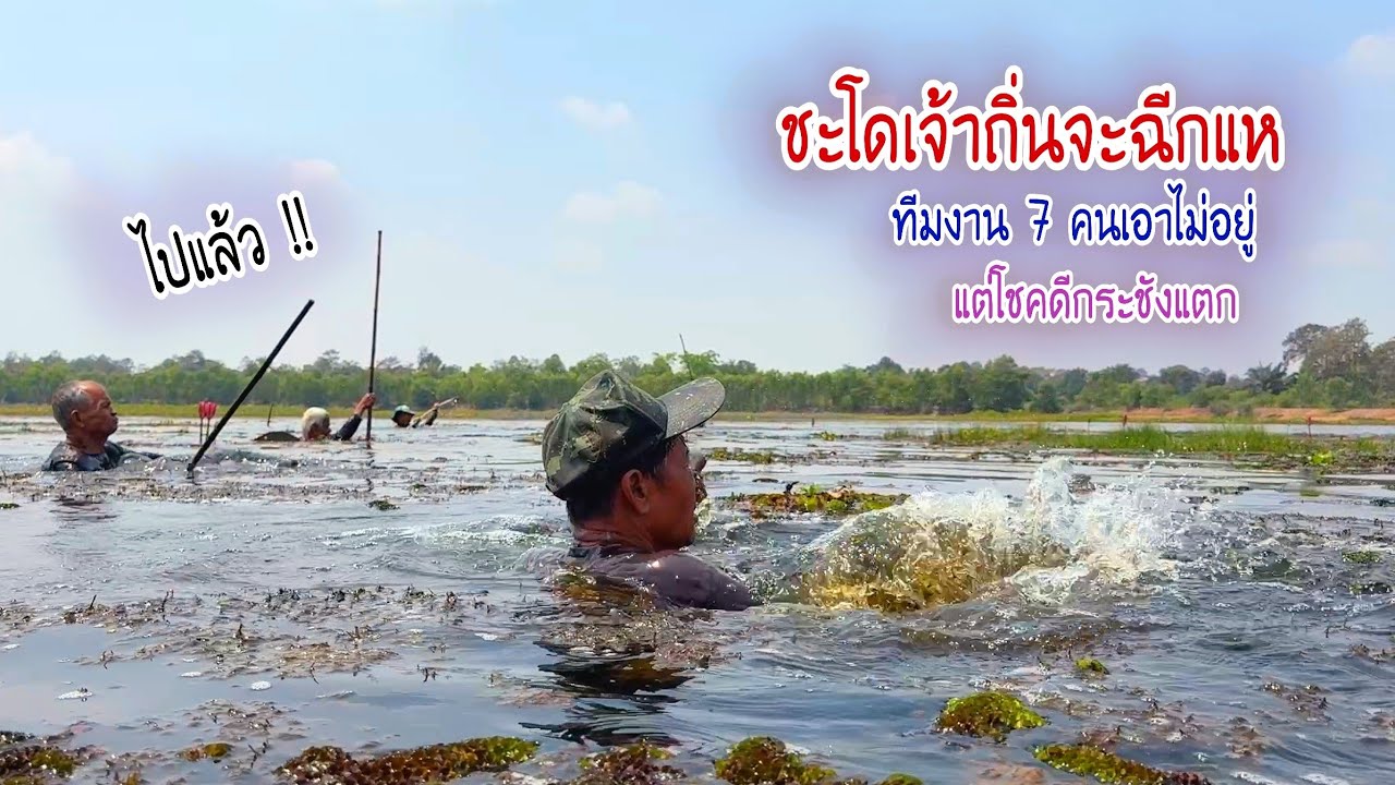ลงห้วยจับปลาหนองกันจอวันแรก ปลาชะโดใหญ่เจ้าถิ่นฉีกแหเอาไม่อยู่ แต่กระชังแตกประเดิมได้สวย