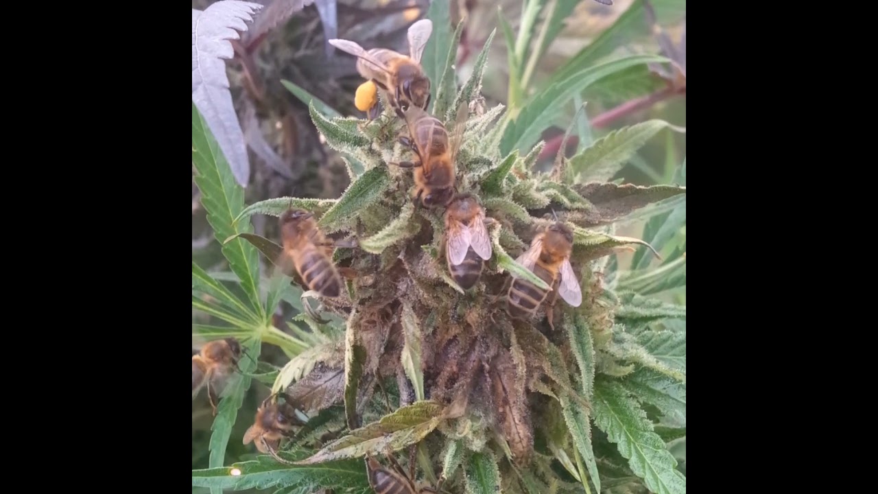 bees at work #cannhoney #thebeeschoice