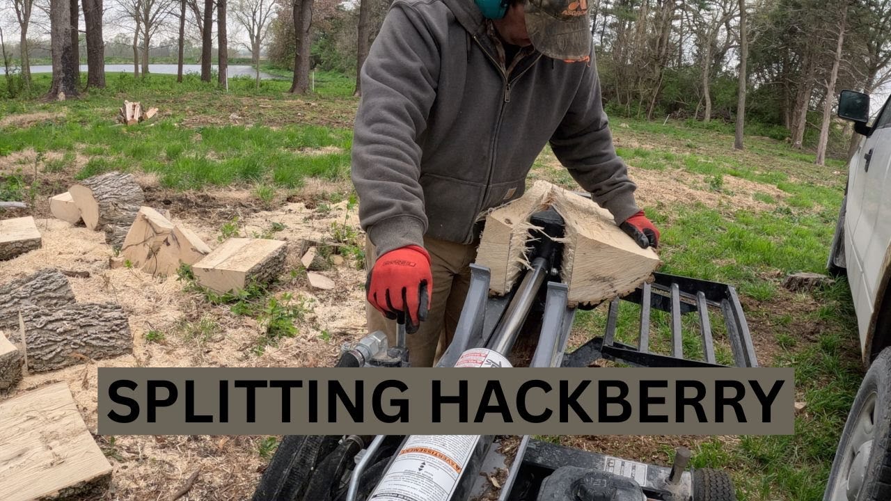 Splitting hackberry