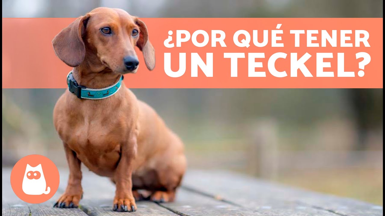 VENTAJAS de tener un PERRO SALCHICHA 🐶✅ (Top 10 Razones)