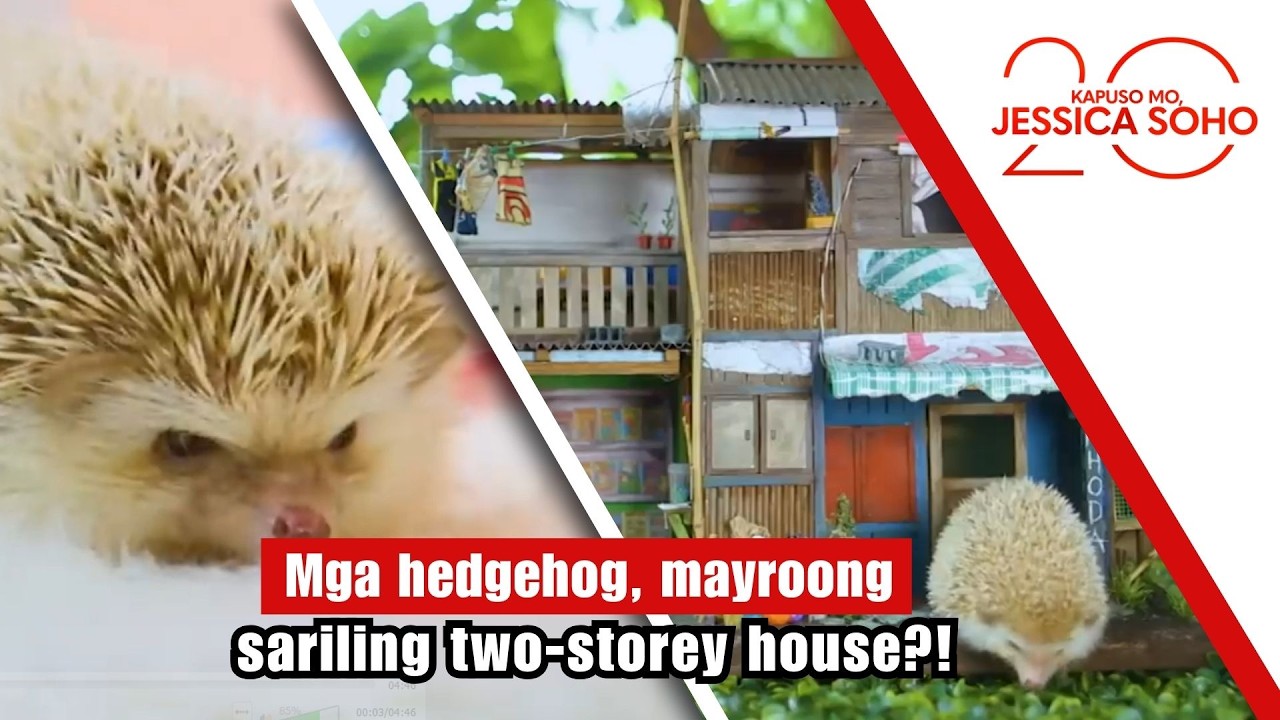 Mga hedgehog, mayroong sariling two-storey house?! | Kapuso Mo, Jessica Soho