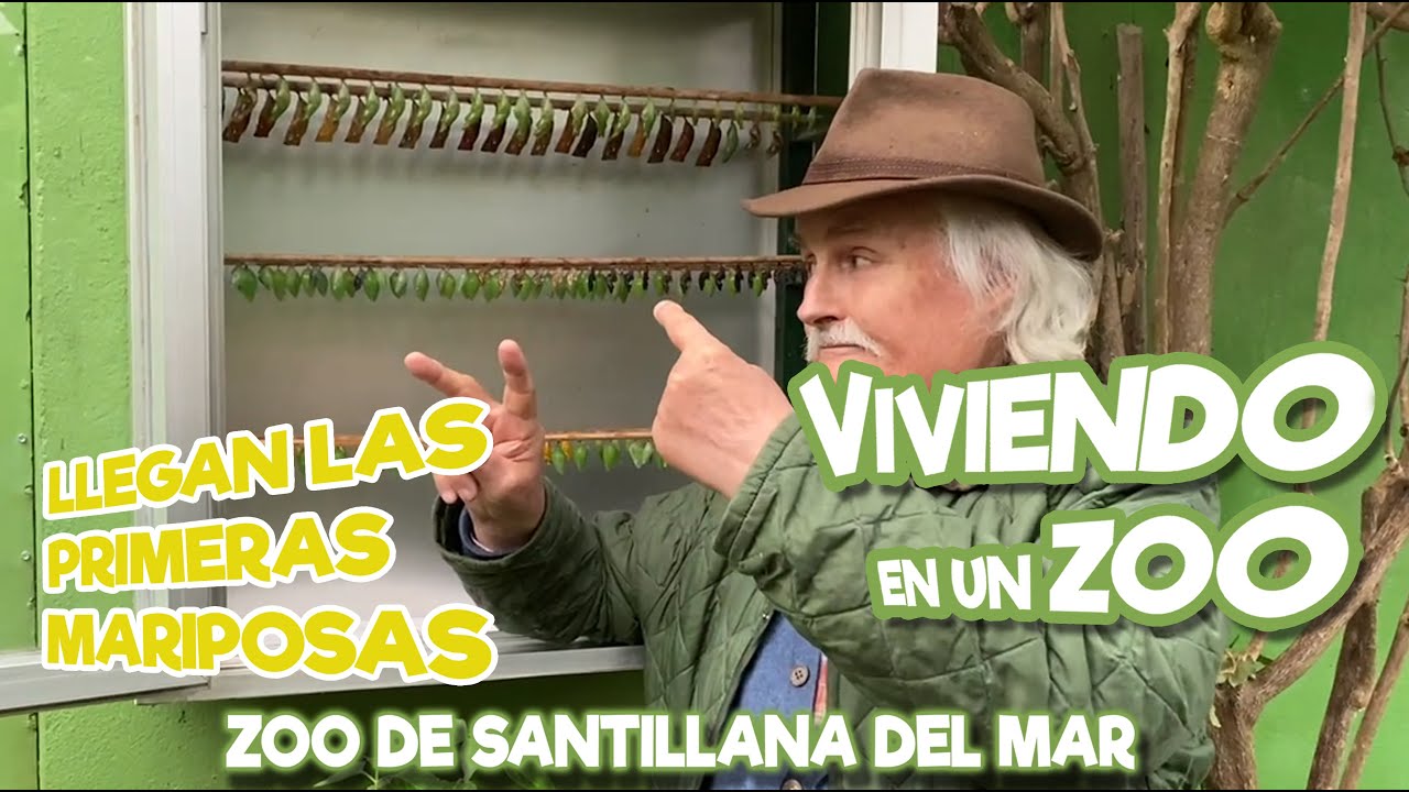 Llegan las primeras mariposas