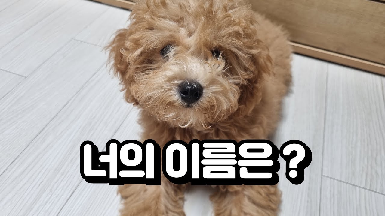 우리집 새 가족, 드디어 진짜 이름을 찾았어요