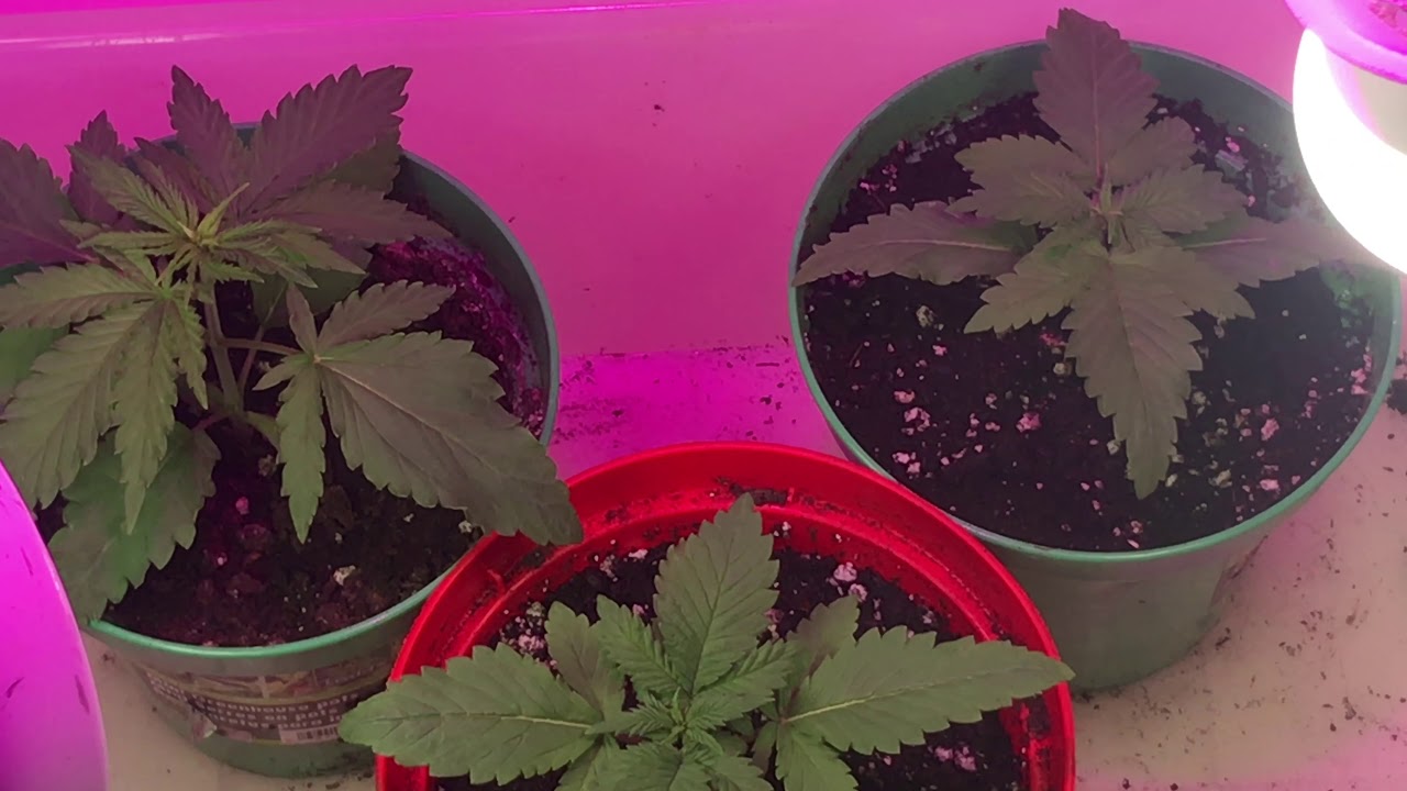 Growing Cannabis Super Critical